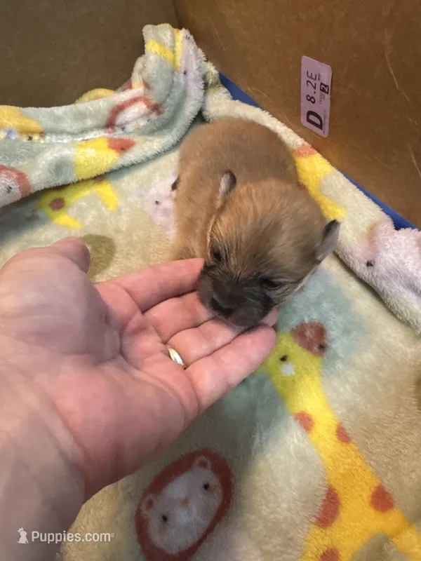 Pup 4  – Pomeranian puppy for sale in Pensacola, FL