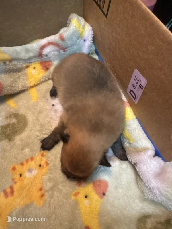 Pup 3 – Pomeranian puppy for sale in Pensacola, FL
