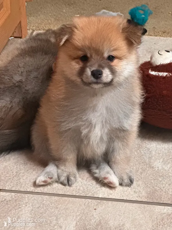 Rascal  – Pomeranian puppy for sale in Pensacola, FL