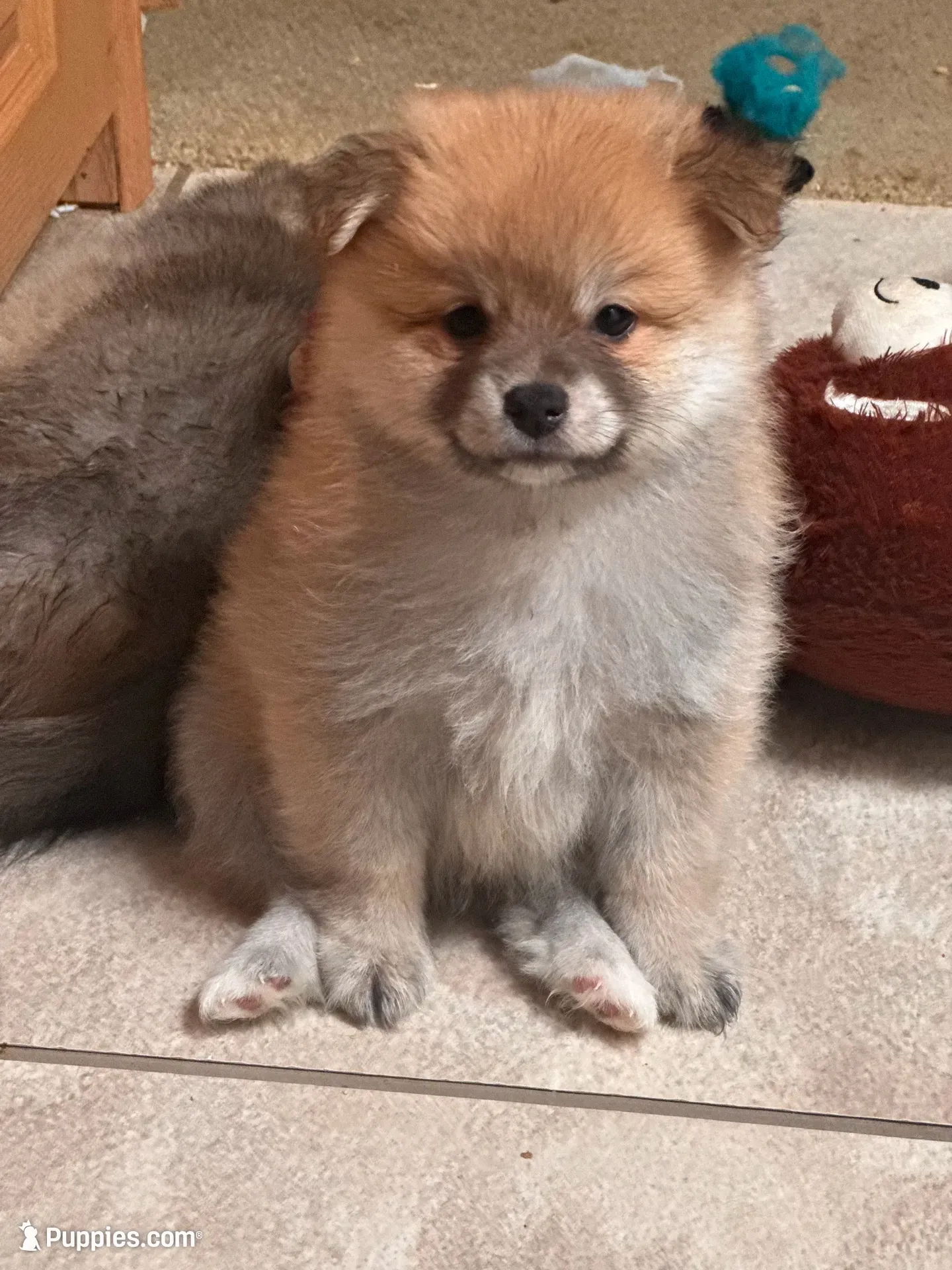 Rascal , a male Pomeranian for sale in Pensacola, FL – 1 of 8