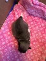 Pup 2, a female Pomeranian for sale in Pensacola, FL – 4 of 4