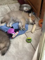 Rascal , a male Pomeranian for sale in Pensacola, FL – 4 of 8