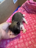 Pup 2, a female Pomeranian for sale in Pensacola, FL – 2 of 4