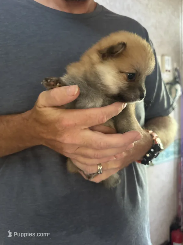 Pup 4  – Pomeranian puppy for sale in Pensacola, FL