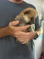 Rascal , a male Pomeranian for sale in Pensacola, FL – 5 of 8
