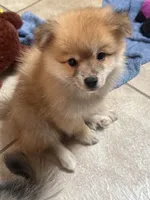 Rascal , a male Pomeranian for sale in Pensacola, FL – 2 of 8