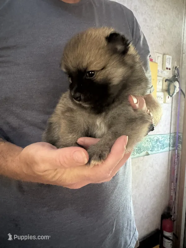 Pup 5 – Pomeranian puppy for sale in Pensacola, FL