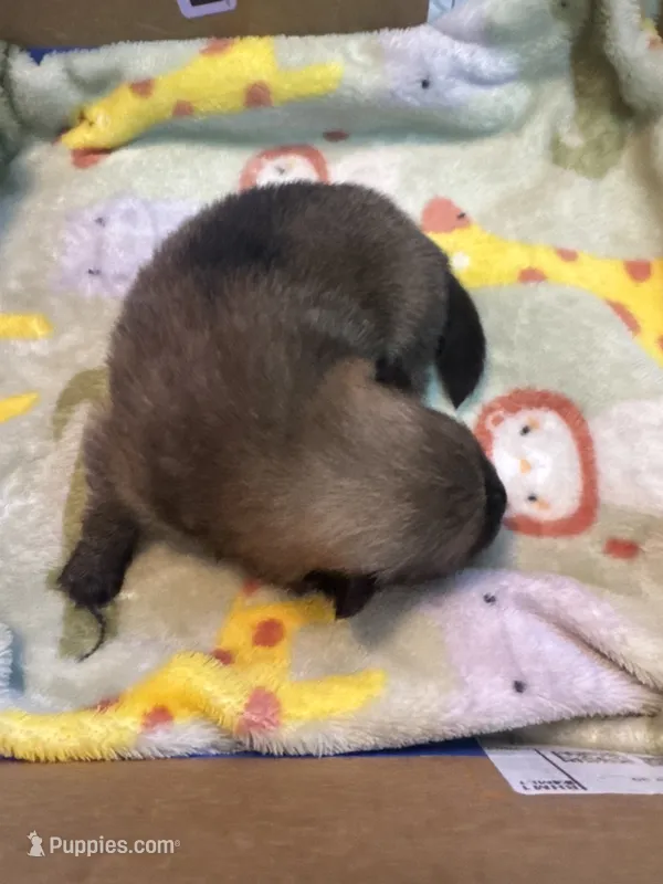 Pup 5 – Pomeranian puppy for sale in Pensacola, FL