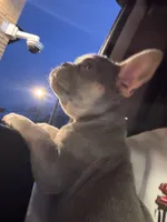 Ling ling , a female French Bulldog for sale in West Reading, PA – Photo 3 of 5