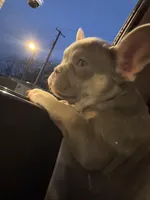 Ling ling , a female French Bulldog for sale in West Reading, PA – Photo 2 of 5