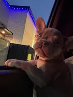 Ling ling , a female French Bulldog for sale in West Reading, PA – Photo 4 of 5