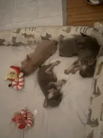 Ling ling , a female French Bulldog for sale in West Reading, PA – Photo 5 of 5