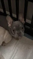 Ling ling , a female French Bulldog for sale in West Reading, PA – Photo 1 of 5