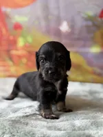 Azalea, a female Dachshund for sale in Pflugerville, TX – 1 of 1