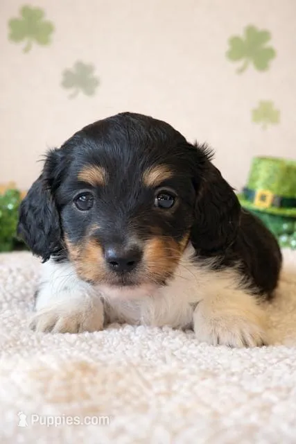 eloise – Dachshund puppy for sale in Pflugerville, TX