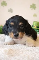 eloise, a female Dachshund for sale in Pflugerville, TX – 1 of 1