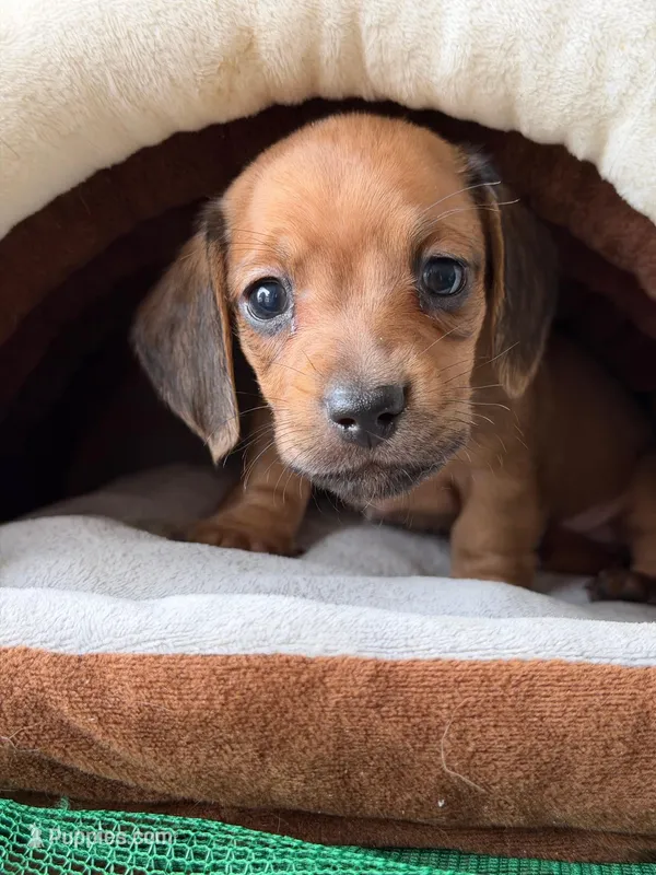 Ridge – Dachshund puppy for sale in Pflugerville, TX
