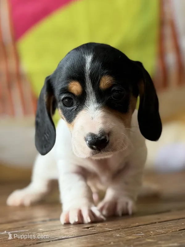 Bronco – Dachshund puppy for sale in Pflugerville, TX