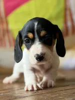 Bronco, a male Dachshund for sale in Pflugerville, TX – 1 of 1