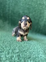 Escher, a male Dachshund for sale in Pflugerville, TX – 1 of 1
