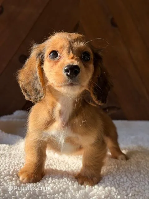 eleanor  – Dachshund puppy for sale in Pflugerville, TX