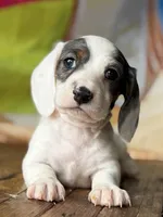 Bridger, a male Dachshund for sale in Pflugerville, TX – 1 of 1