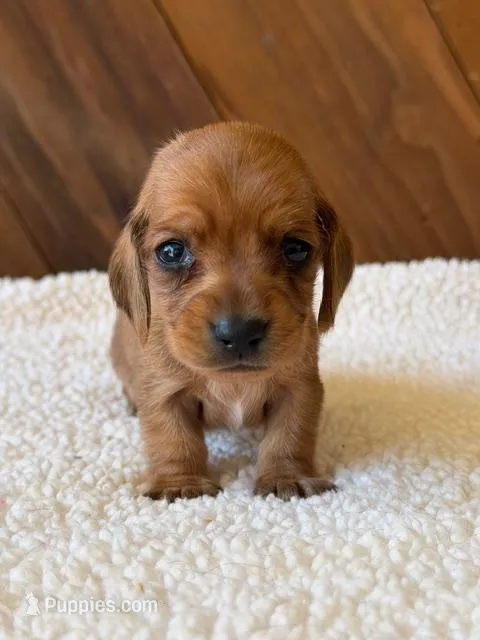Nyla  – Dachshund puppy for sale in Pflugerville, TX