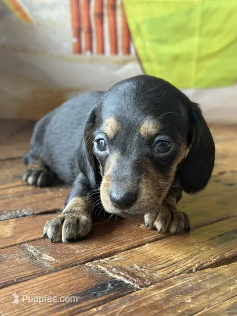 Nixie – Dachshund puppy for sale in Pflugerville, TX