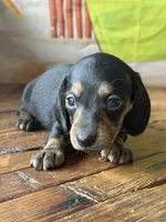 Nixie, a female Dachshund for sale in Pflugerville, TX – 1 of 1
