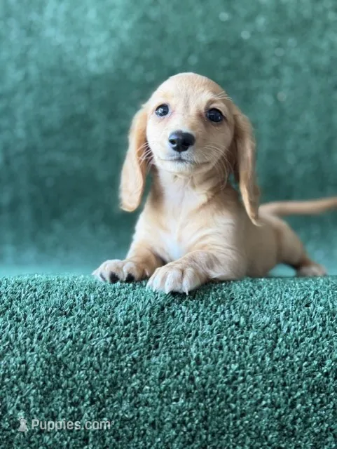 ember – Dachshund puppy for sale in Pflugerville, TX