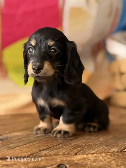 Hattie – Dachshund puppy for sale in Pflugerville, TX