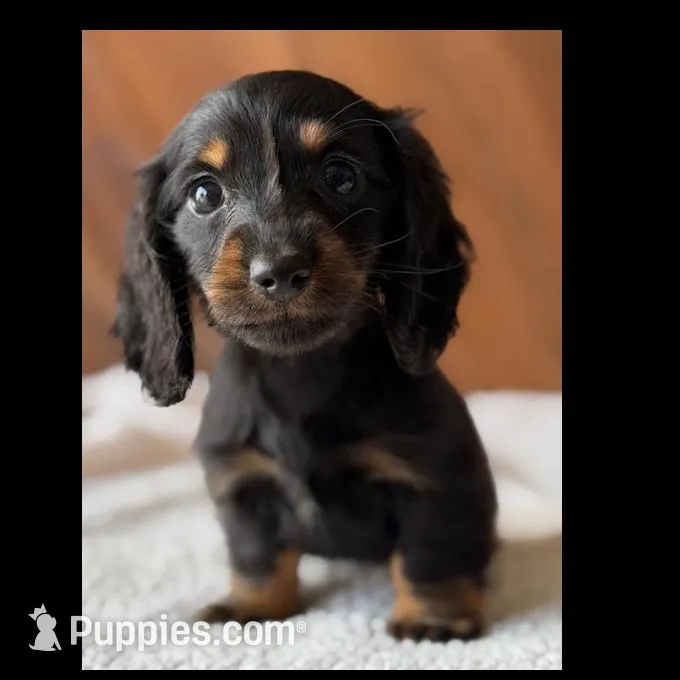 Bianca – Dachshund puppy for sale in Pflugerville, TX