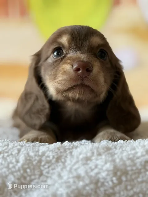 raya  – Dachshund puppy for sale in Pflugerville, TX