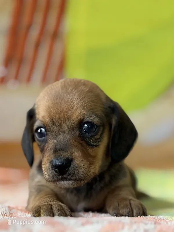 Caroline – Dachshund puppy for sale in Pflugerville, TX
