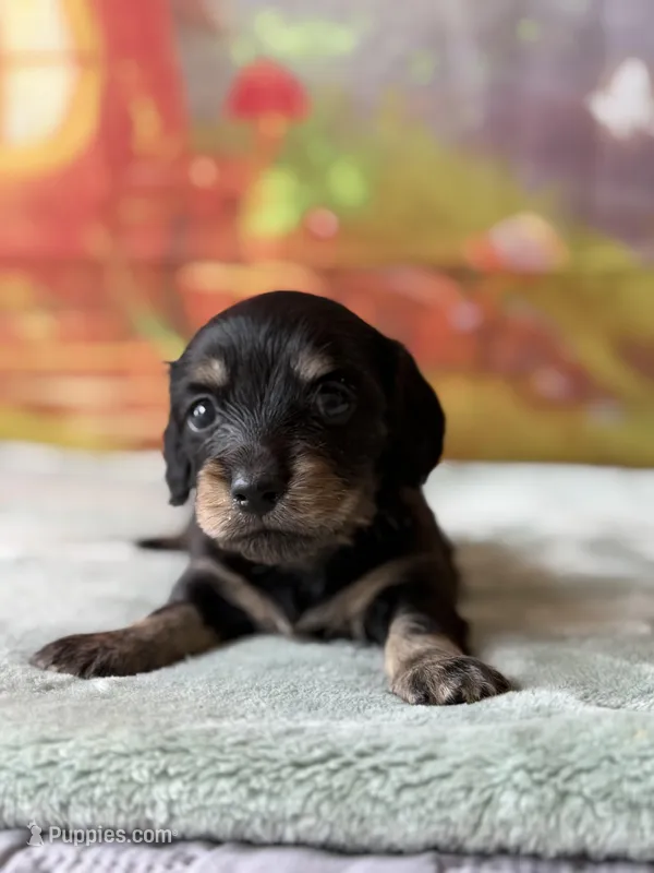 rosemary – Dachshund puppy for sale in Pflugerville, TX
