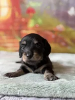rosemary, a female Dachshund for sale in Pflugerville, TX – 1 of 1