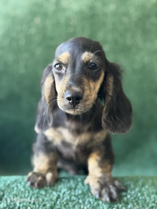 Boone – Miniature Dachshund puppy for sale in Pflugerville, TX
