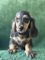 Boone, a male Miniature Dachshund for sale in Pflugerville, TX – 1 of 1