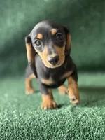 Blakley , a female Dachshund for sale in Pflugerville, TX – 1 of 1