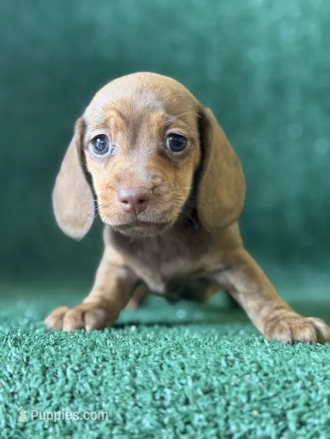 Georgia – Dachshund puppy for sale in Pflugerville, TX