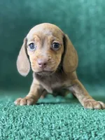 Georgia, a female Dachshund for sale in Pflugerville, TX – 1 of 1