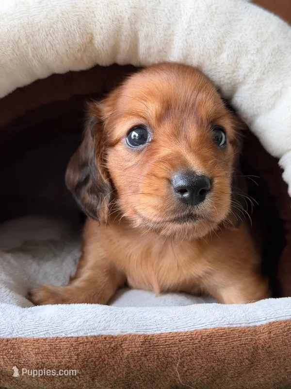 Crew  – Dachshund puppy for sale in Pflugerville, TX