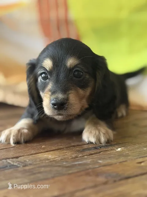 Remington – Dachshund puppy for sale in Pflugerville, TX