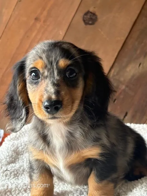 Louie – Dachshund puppy for sale in Pflugerville, TX