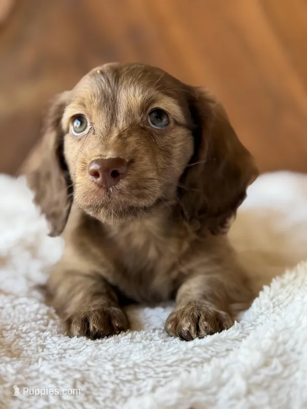 porter – Dachshund puppy for sale in Pflugerville, TX