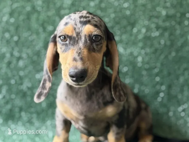 Hendrix – Miniature Dachshund puppy for sale in Pflugerville, TX