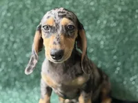 Hendrix, a male Miniature Dachshund for sale in Pflugerville, TX – 1 of 1