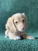 Cidar , a male Dachshund for sale in Pflugerville, TX – 1 of 1