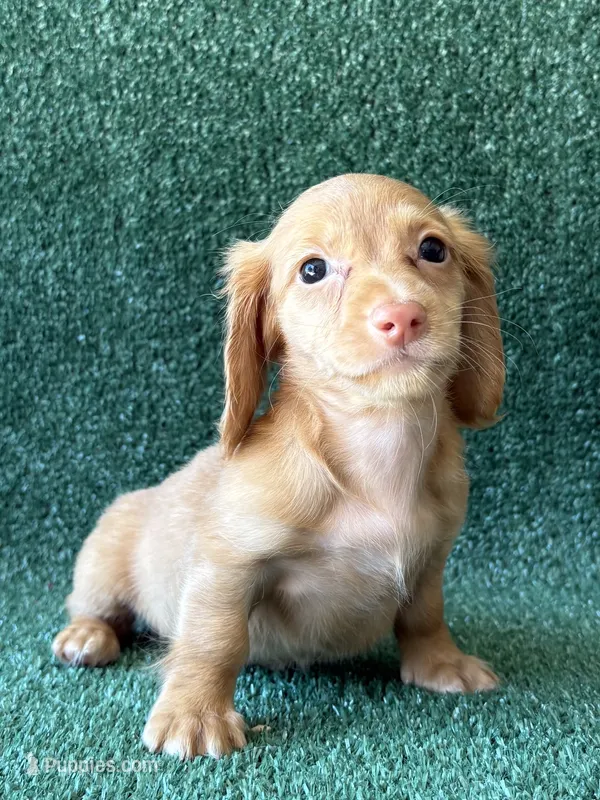Ramona – Dachshund puppy for sale in Pflugerville, TX
