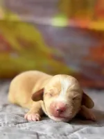 Maggie, a female Dachshund for sale in Pflugerville, TX – 1 of 1